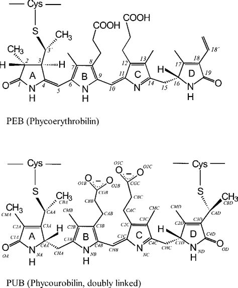 phycourobilin | Semantic Scholar