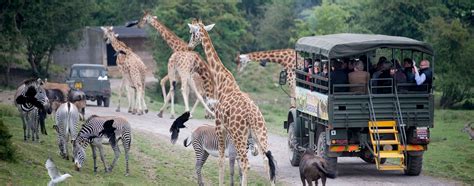 Safari Park Experience in Kent, Near London at Port Lympne | Animaux sauvages, Dauphin ...