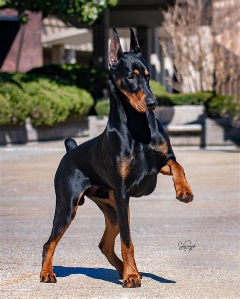 Pin by MollaR on Dobe in 2021 | Scary dogs, Doberman dogs, Dog breed photos