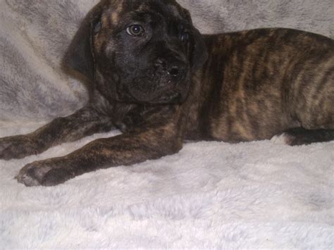 English Mastiff Puppies For Sale | Huntsville, TX #273281