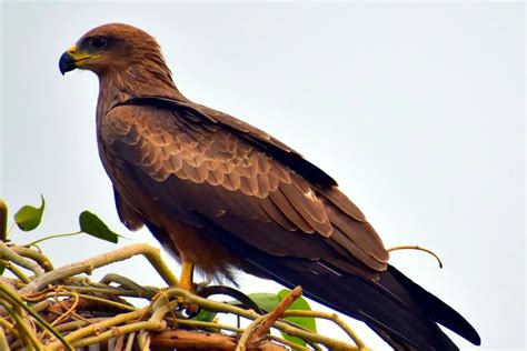 Black Kite (Milvus migrans) - Hawaii Bird Guide