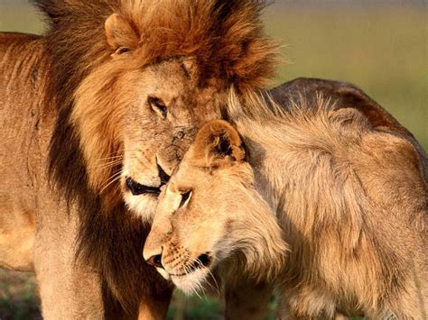 Lion And Lioness Wallpapers - Wallpaper Cave