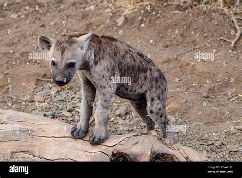 Hyena and her cubs Stock Photo - Alamy