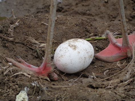 flamingo egg straddled by parent | San Francisco Zoo San Fra… | Flickr