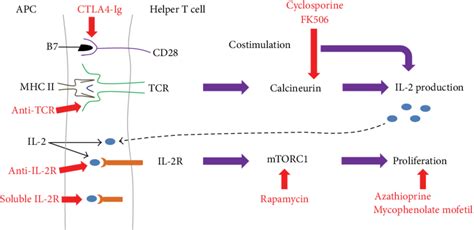 Points of action of immunosuppressive drugs. Various types of... | Download Scientific Diagram