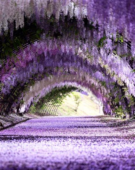 5 places in Japan to visit for a breathtaking experience of Wisteria flowers April-May 2019 ...