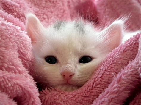 Kitten Cat Fluffy - Free photo on Pixabay