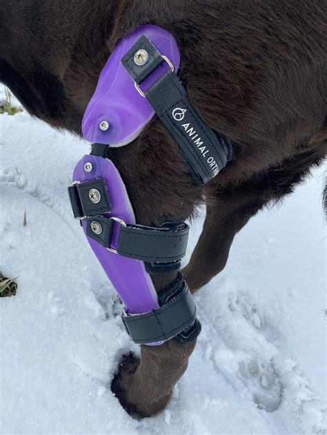 Animal Ortho Care | Custom Dog Knee Brace | Stifle | CCL | ACL