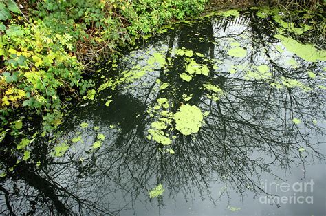 Pond water algae Photograph by Tom Gowanlock - Fine Art America