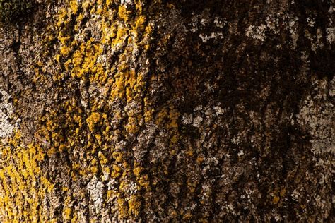 Premium Photo | Tree bark close up. ash bark close up. bark of an old giant ash tree. tree bark ...