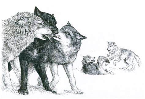 Wolf Mates Drawing