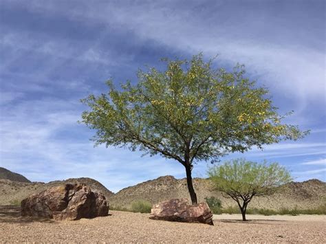 Growing New Mesquite Trees: Tips For Mesquite Tree Propagation