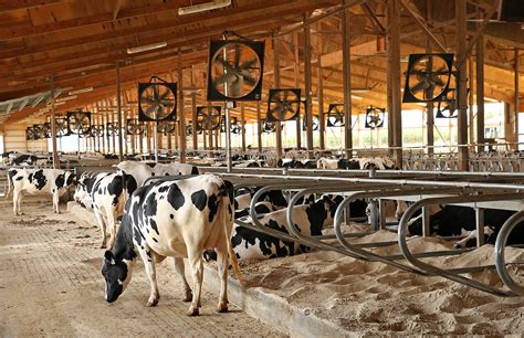 6 Basic Needs of Dairy Cows and the Simple Signs They are Not Being Met - ABS Global US