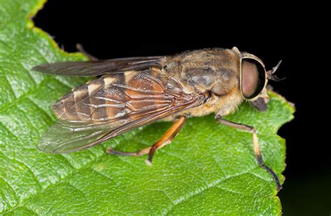 Horse fly | Biting, Nuisance, Control | Britannica