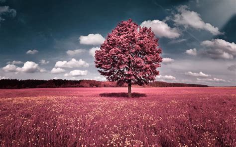 Pretty Nature Backgrounds (59+ images)