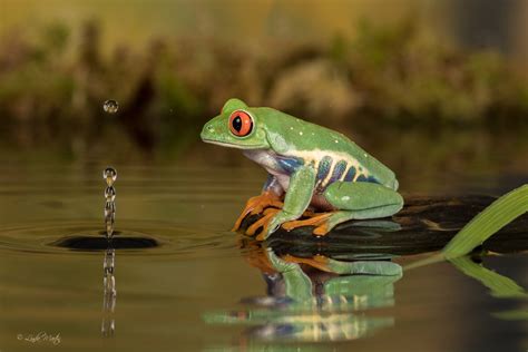 Download Water Reflection Amphibian Frog Red-eyed Tree Frog Animal Red-eyed Tree Frog HD ...