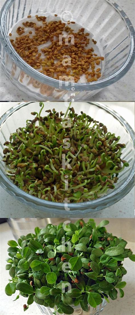 Mamta's Kitchen » Fenugreek (Methi) Seeds Sprouts, How To