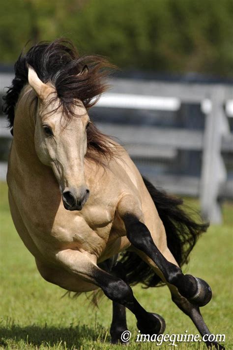 594 best Lusitano Horses images on Pinterest