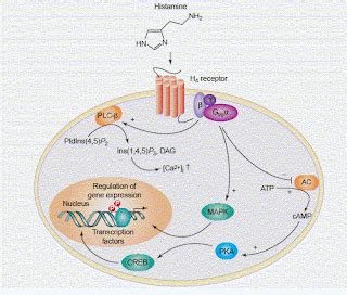 H2 receptor antagonists - meddic