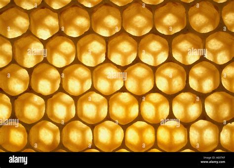 Bee nest structure Stock Photo: 7731774 - Alamy