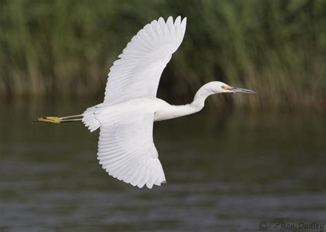 Two Perspectives On Snowy Egrets In Flight – Feathered Photography