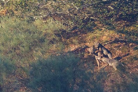 #1 Planet: Conservation of the Iberian wolf in Portugal