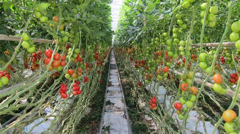 Rochelle Firm Grows Hydroponic Tomatoes Year-Round | Hydroponic tomatoes, Hydroponics, Tomato garden