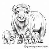 Musk Ox Coloring Pages  Free & Printable sketch template