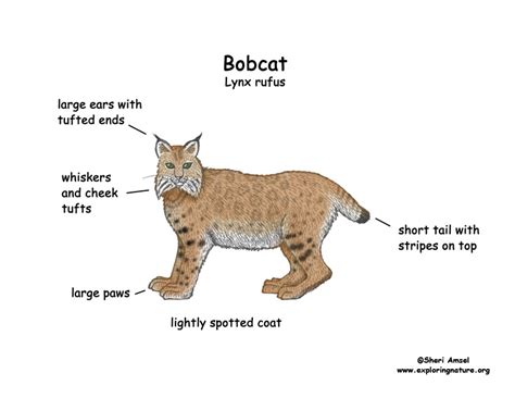 Bobcat