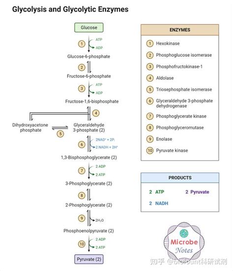 糖酵解 10 个步骤图解和 ATP 形成 - 知乎