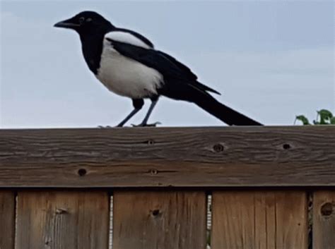 Dance Party Magpie GIF - DanceParty Magpie Vulture - Discover & Share GIFs