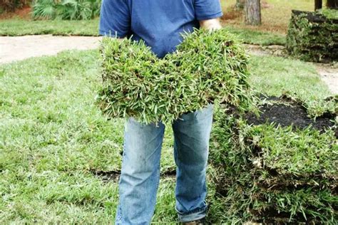 Can I Put Starter Fertilizer on New Sod? - Gardenia Organic