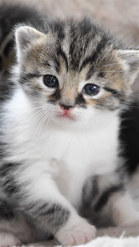 Cute Baby Cat, Adorable Baby Cat, Cat HD phone wallpaper | Pxfuel