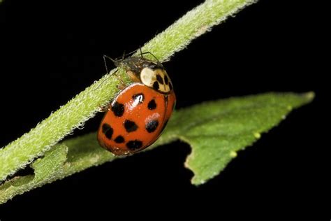 Ladybug Eating Aphid | Explore bbum's photos on Flickr. bbum… | Flickr ...