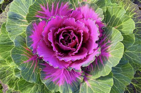 Fall for flowering kale