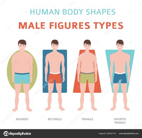 Human Body Shapes Male Figures Types Set Vector Illustration Stock Illustration by ©A7880S ...