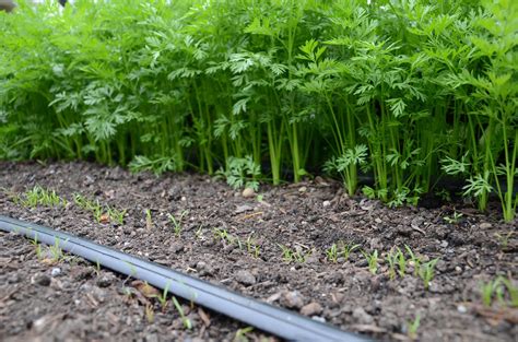 Planting Calendars for Home Gardeners — Seattle Urban Farm Company ...