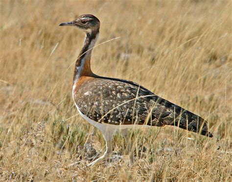 Bustard family Otididae