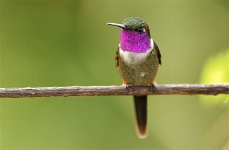 Hummingbirds: The Smallest Birds in the World | Discover Magazine