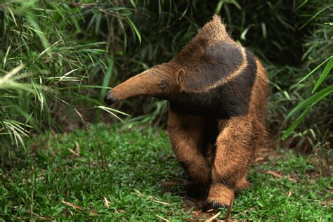 The Fascinating World of Anteaters: Exploring Their Behavior and ...