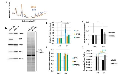 Upregulation of 5'-TOP mRNAs in p53 -/-MEFs a Polysome profiling... | Download Scientific Diagram