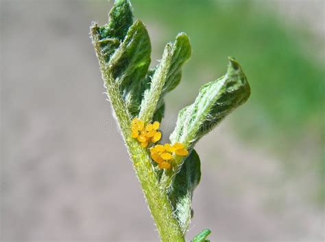 Colorado Potato Beetle Eggs Stock Photo - Image of insects, entomology: 14659756