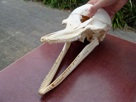 Bottlenose Dolphin Skull by RobindV on DeviantArt