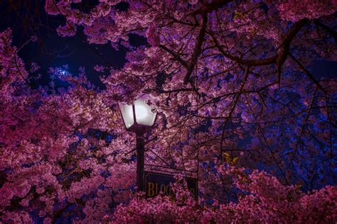 Aesthetic Computer Sakura Wallpapers - Wallpaper Cave