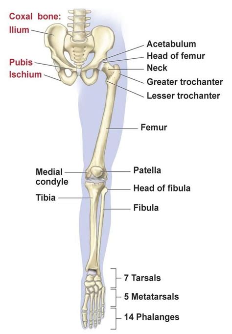 pelvic girdle | pelvic girdle consists of three fused paires of bones ...