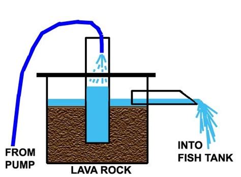 Aquaponics- Using (decorative) fish waste as nutrients | Backyard ...