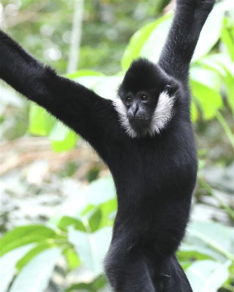 Black Gibbon Photograph by Arvin Miner - Fine Art America