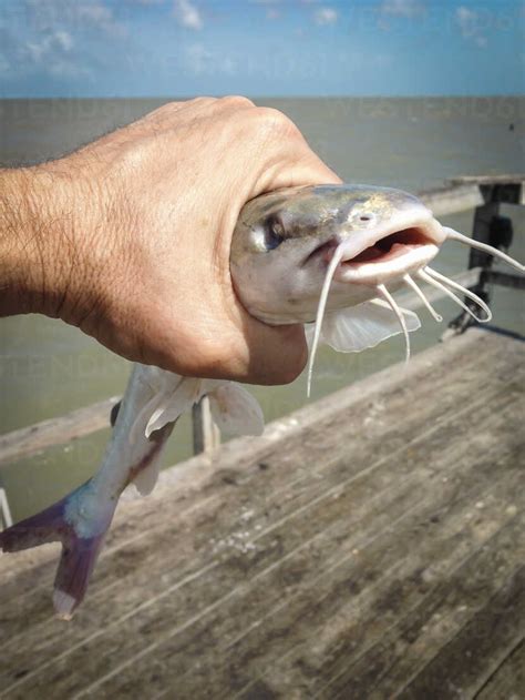 Young Gafftopsail catfish, Bagre marinus, caught on a fishing pier, Texas, USA - ABAF001445 ...