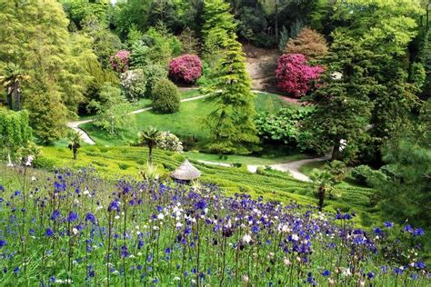 Aquilegia at Glendurgan Garden | Days out in cornwall, Cornwall, Dream ...