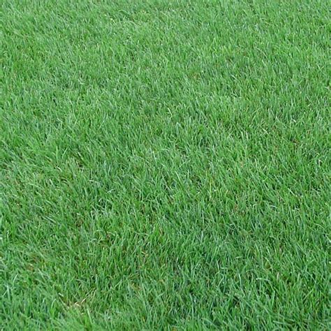 Shop Rye Grass Seeds| American Meadows